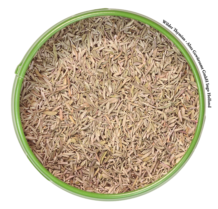 Wilder Thymian / Quendel 2 Wilder Thymian / Quendel – Bild 2