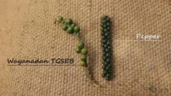 Wayanad-Pfeffer Schwarz -Spice Geschaft pepper562f5d2663ada